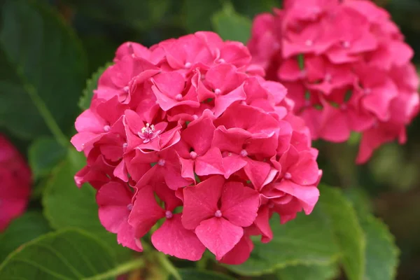 Roze hortensia bloem — Stockfoto