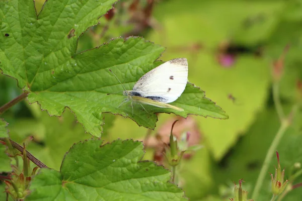 Капуста белая бабочка на листе — стоковое фото