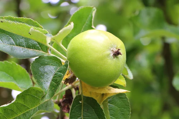 Pequeña manzana verde madurando en un manzano — Foto de Stock