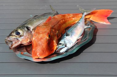 Kırlangıç, uskumru ve istavrit kalaylı bir tabak üzerinde