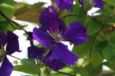 Bir bahçe içinde mor akasma