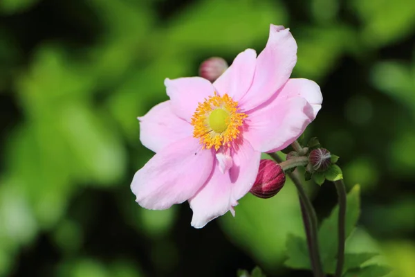 Flower and bud of Japanese anemone — Stock Photo, Image