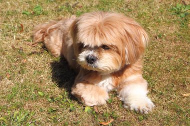 Lhasa Apso çimlere bırakmasını