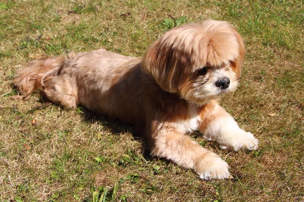 Lhasa Apso laying down on grass — Stock Photo, Image