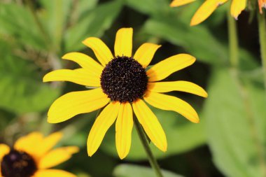 Rudbeckia çiçek Bahçe