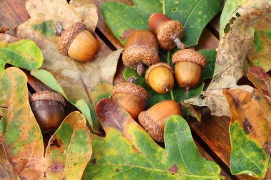 Ahşap bir masa meşe palamudu ve meşe yaprakları