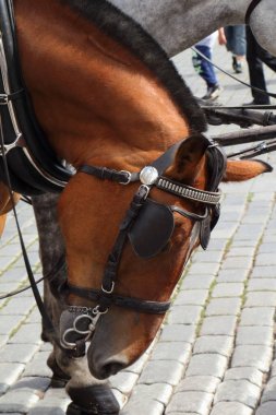 Prag'da otostop at başkanı