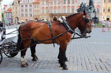 Prag'da otostop atlar