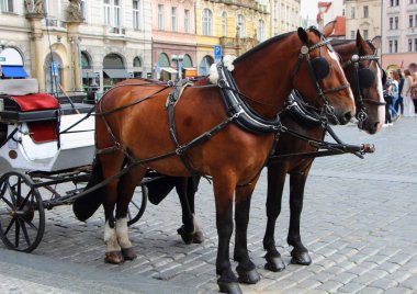 Prag'da otostop atlar