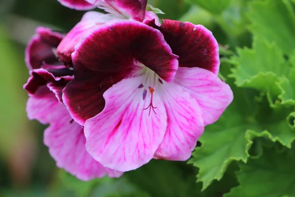 Dvoubarevné květina Geranium — Stock fotografie