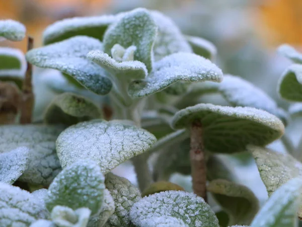 庭の植物をつや消し — ストック写真