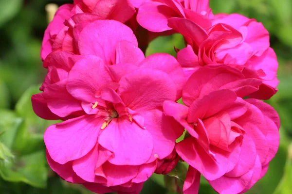 Bahçedeki pembe sardunya çiçeği.