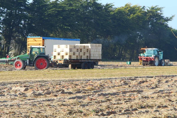 Cosecha de zanahorias en un campo — Foto de Stock