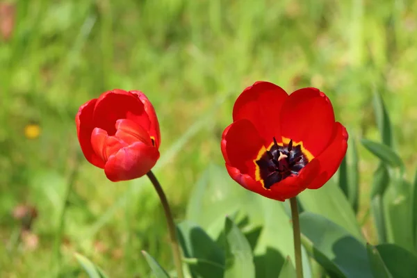 Flowers of red tulip — Stock Photo, Image