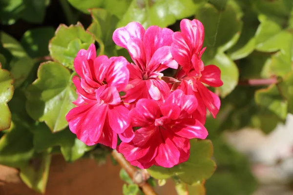 Flor de geranio rosa —  Fotos de Stock