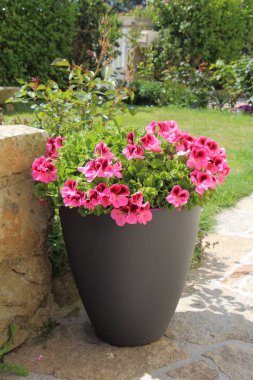 Pembe Sardunya çiçekleri ile ekici