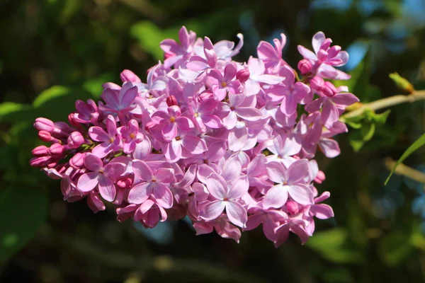 ライラックのピンクの花 — ストック写真