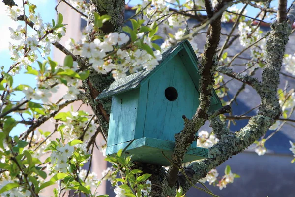 Grünes Vogelhaus in einem Baum — Stockfoto