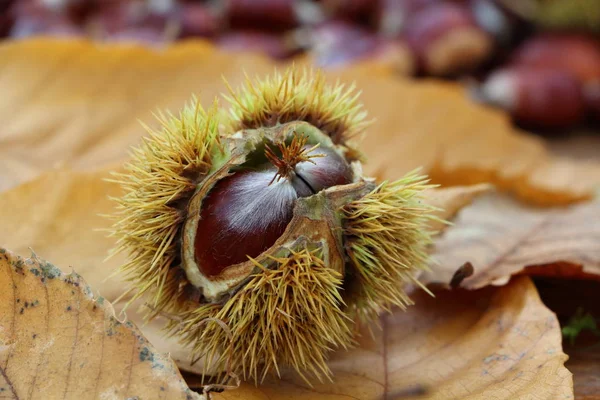 Castanhas, cascas e folhas mortas — Fotografia de Stock