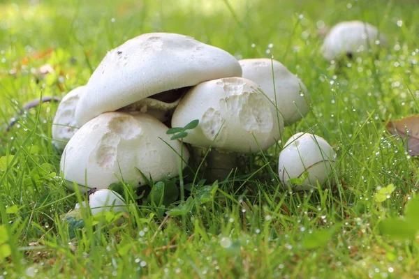 Field mushrooms in grass — Stock Photo, Image