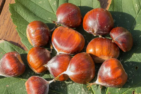 Chestnuts on a maple leaf — Stock Photo, Image