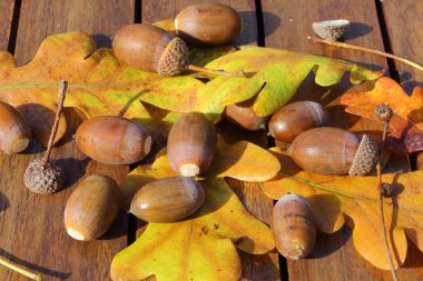 Ahşap bir masa meşe palamudu ve meşe yaprakları