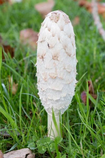 Shaggy inkcap grzyb w trawie — Zdjęcie stockowe