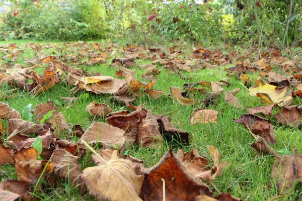 Feuilles mortes sur l'herbe — Photo