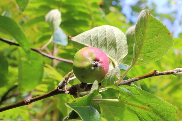 Pequeña manzana madurando en un manzano — Foto de Stock