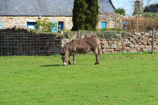 Burro en un campo — Foto de Stock