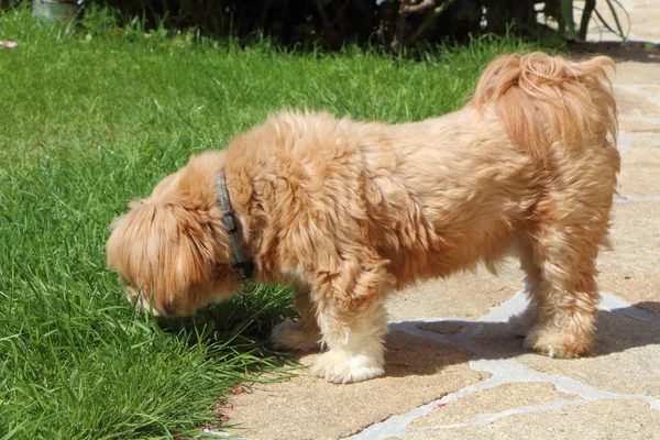 Σκυλί Apso Λάσα σε έναν κήπο — Φωτογραφία Αρχείου