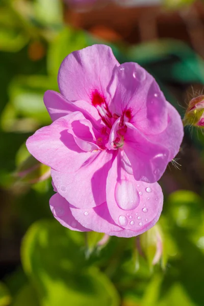 Flor de geranio rosa con gotas de rocío —  Fotos de Stock