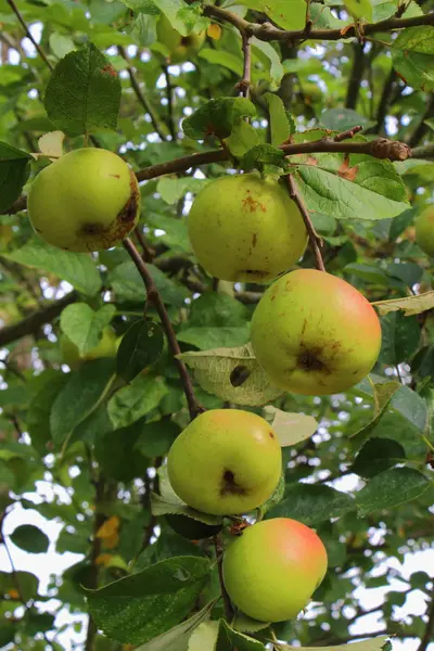 Manzanas madurando en un manzano — Foto de Stock