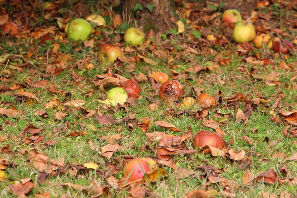Pommes pourries sur le sol — Photo