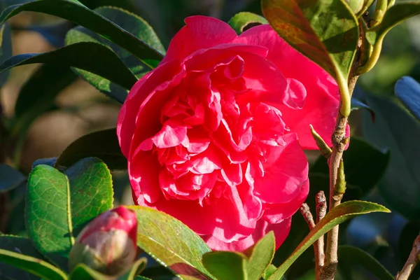 Růžová květinka z camellie — Stock fotografie