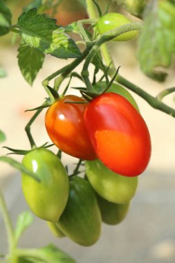 Bir meyve bahçesinde olgunlaşma domates