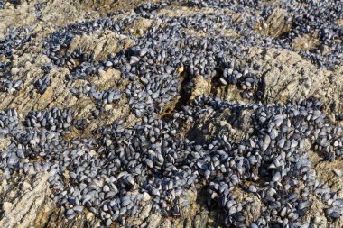 Kayaların üzerinde vahşi midye