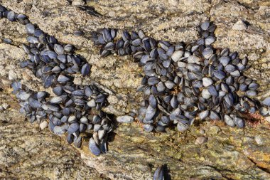 Kayaların üzerinde vahşi midye