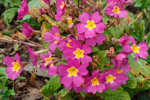 Primula in een tuin — Stockfoto