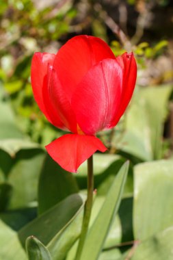 kırmızı lale çiçek