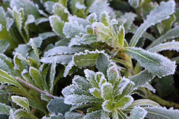 Frosted plant in a garden — Stock Photo, Image
