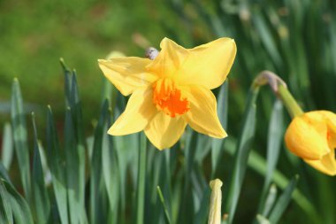 Bir bahçesi içinde nergis