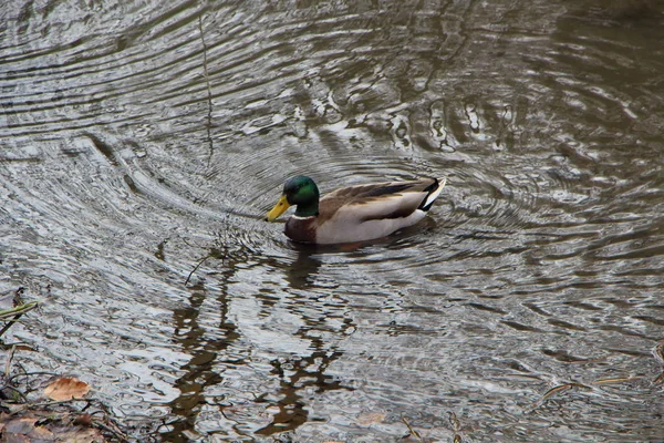 Pato Mallard em um rio — Fotografia de Stock