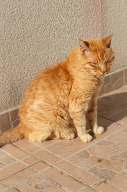 Bahçedeki kırmızı kedi