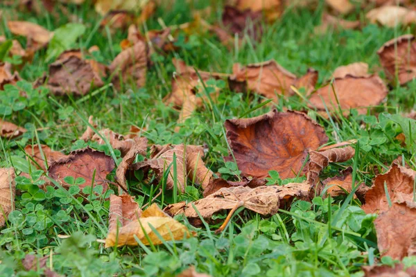 Мертвые листья на траве — стоковое фото