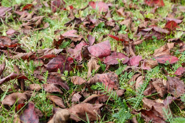 Feuilles mortes sur l'herbe — Photo