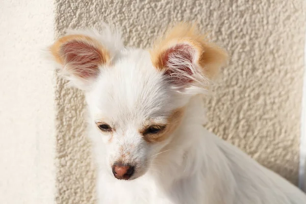 Chihuahua in een tuin — Stockfoto
