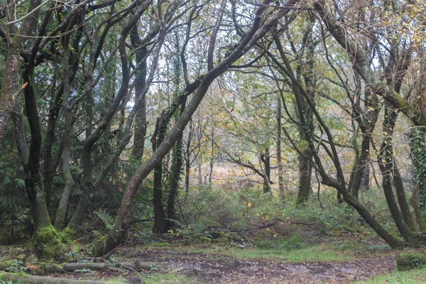 Unterholz im Herbst — Stockfoto