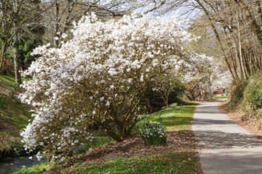 Parktaki manolya ağaçları
