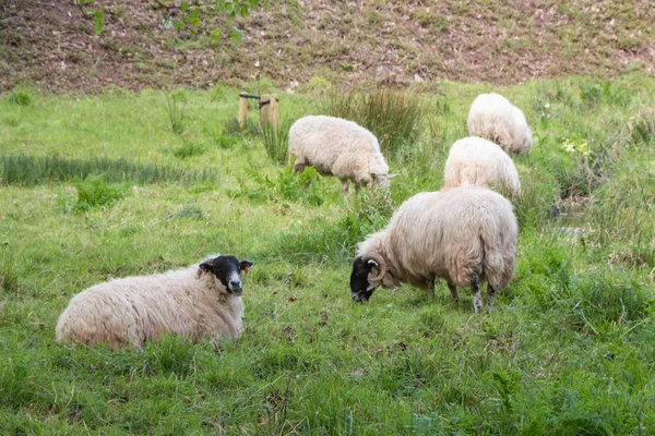 Schapen in een veld — Stockfoto